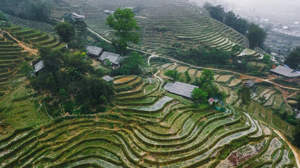 Beautiful Views Vietnamese Rice Fields — Stock Photo, Image