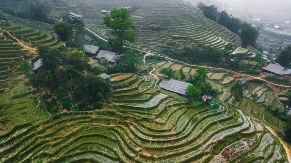 Vietnamca pirinç tarlaları güzel manzaralarını.