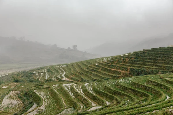 Vietnamca pirinç tarlaları güzel manzaralarını.