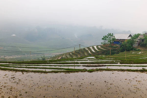 Bella Vista Campi Riso Vietnamiti — Foto Stock