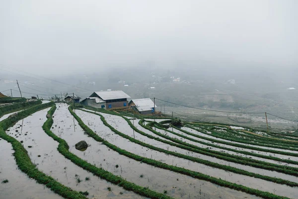 Prachtig Uitzicht Vietnamese Rijstvelden — Stockfoto