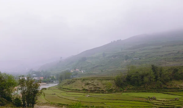 Vietnamca pirinç tarlaları güzel manzaralarını.