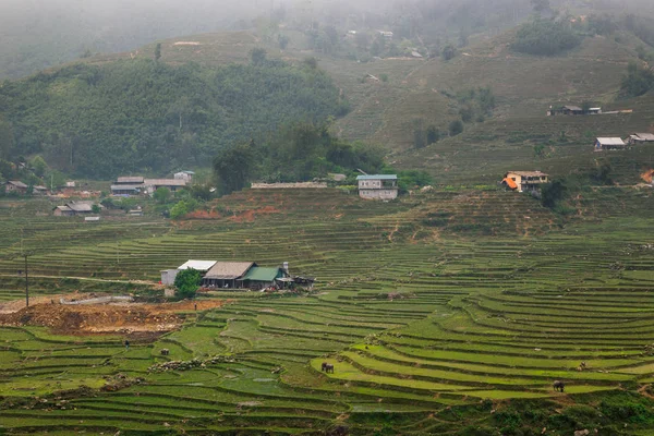 Vietnamca pirinç tarlaları güzel manzaralarını.
