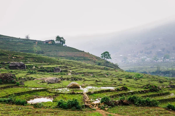 Prachtig Uitzicht Vietnamese Rijstvelden — Stockfoto