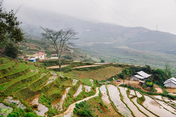 Vietnamca pirinç tarlaları güzel manzaralarını.