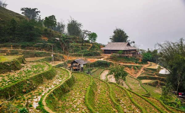 Vietnamca pirinç tarlaları güzel manzaralarını.