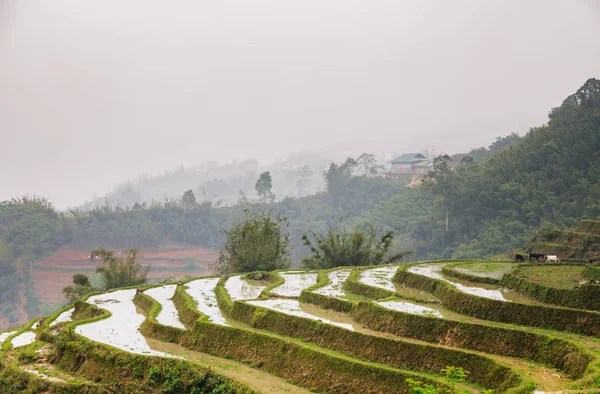 Prachtig Uitzicht Vietnamese Rijstvelden — Stockfoto