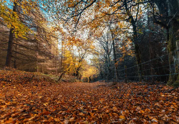 Promenader Genom Skogen Gyllene Våren — Stockfoto