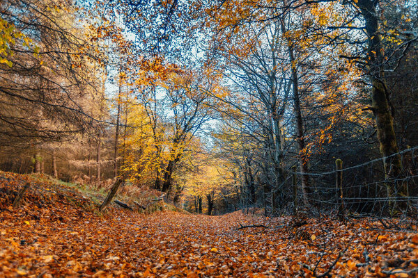 Прогулка по золотому весеннему лесу
