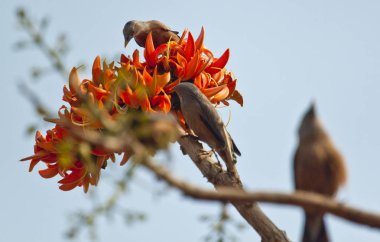 Tam çiçekpolash çiçek