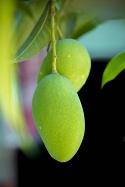 Ağaçta büyüyen mango.