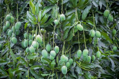 Ağaçta büyüyen mango.