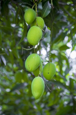 Ağaçta büyüyen mango.