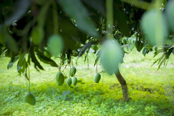 Mango creciendo en el árbol . — Foto de Stock