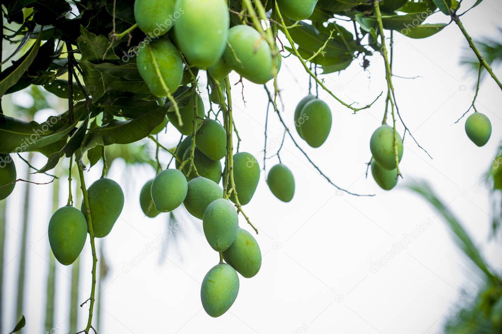 Mango growing on tree.