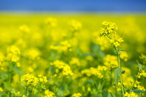 Mustár virág mező megtelt virágzó. — Stock Fotó