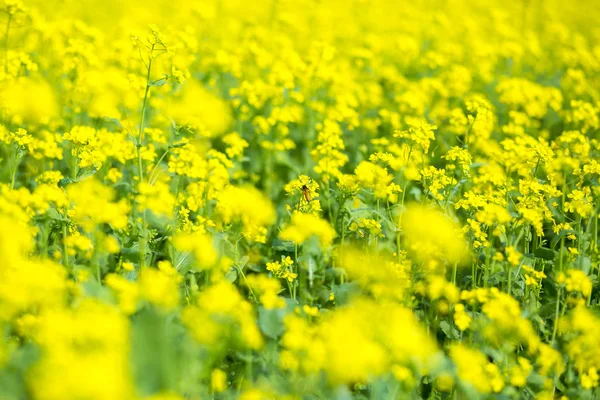 O campo de flores de mostarda está florescendo . — Fotografia de Stock