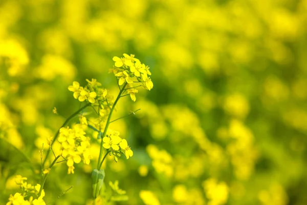 O campo de flores de mostarda está florescendo . — Fotografia de Stock