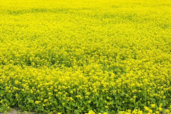 O campo de flores de mostarda está florescendo . — Fotografia de Stock