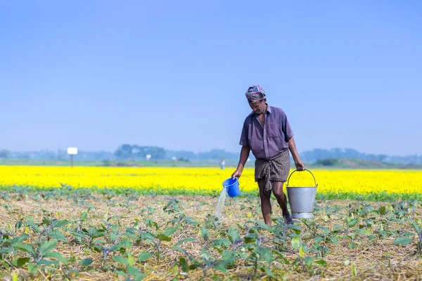 Bangladesh ��� December 5, 2014: A farmer is watering in his egg plants plantation fields at Sirajdhikha, Munshigonj, Dhaka. — Stock Photo, Image