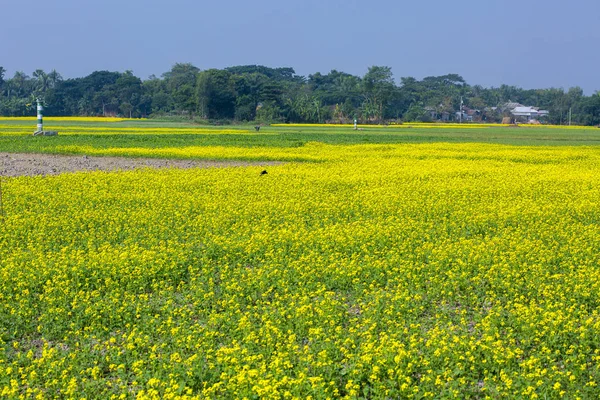 Mustard flower field is full blooming. — Stock Photo, Image
