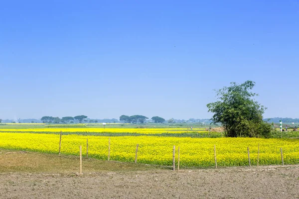 Mustard flower field is full blooming. — Stock Photo, Image