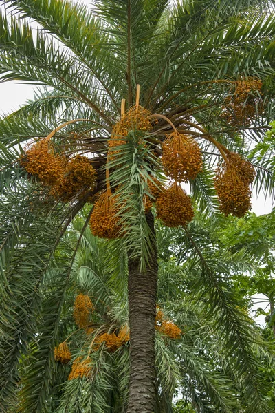 Manojo crudo de palmera datilera colgando en el árbol . — Foto de Stock