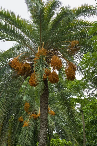 Manojo crudo de palmera datilera colgando en el árbol . — Foto de Stock