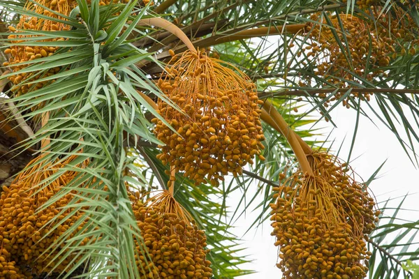 Raw bunch of date palm hanging on the tree.