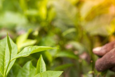 Vasıflı işçi elleri yeşil çay çiğ yaprakları toplama.