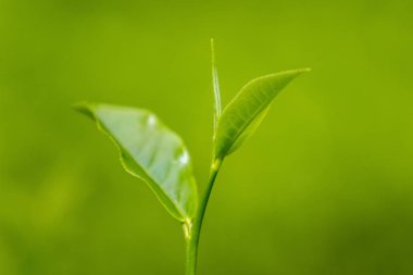 Fresh Garden'da çay yaprakları.