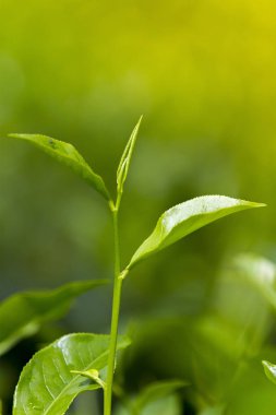 Fresh Garden'da çay yaprakları.