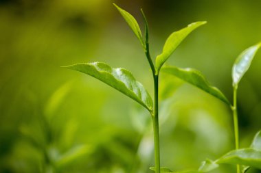 Fresh Garden'da çay yaprakları.