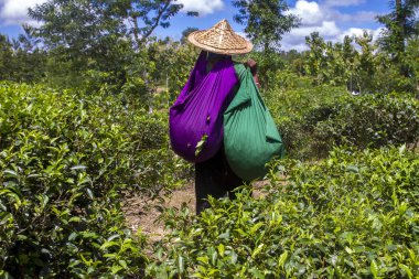 Bangladeş - 3 Eylül 2014: Moulovibazar çay plantasyon hareket kadın işçi, Bangladeş.