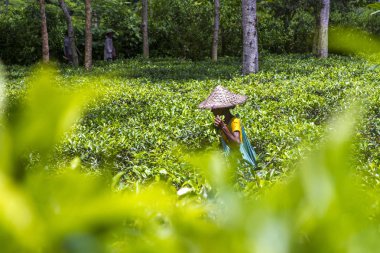 Bangladeş - 3 Eylül 2014: Moulovibazar çay çiftliğinde taze çay yaprakları toplayan kadın işçi, Bangladeş.