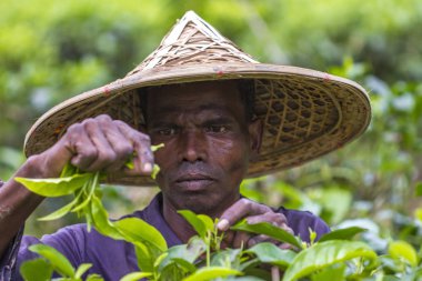 Bangladeş - 3 Eylül 2014: Moulovibazar çay tarlasında taze çay yaprakları toplayan bir işçi, Bangladeş.