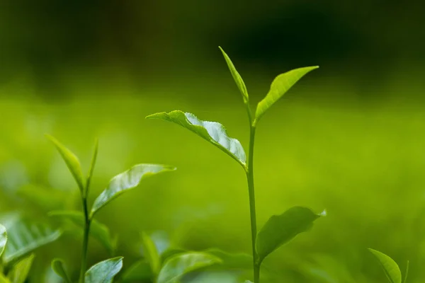 Folhas de chá em Jardim Fresco . — Fotografia de Stock