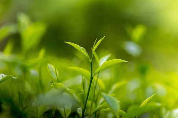 Tea leaves in Fresh Garden.