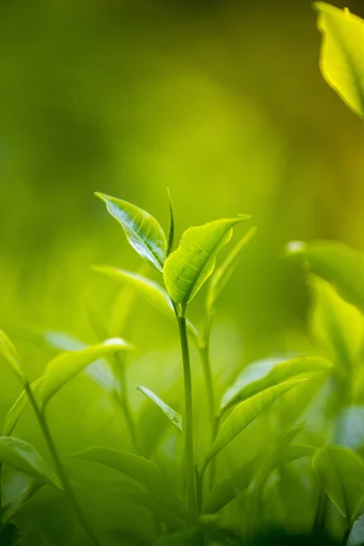 Folhas de chá em Jardim Fresco . — Fotografia de Stock