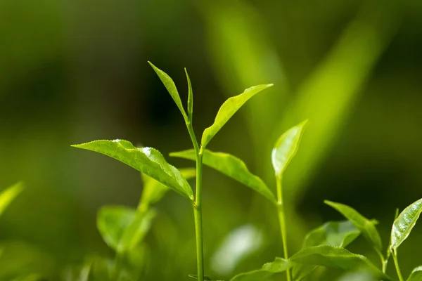 Φύλλα τσαγιού στον φρέσκο κήπο. — Φωτογραφία Αρχείου