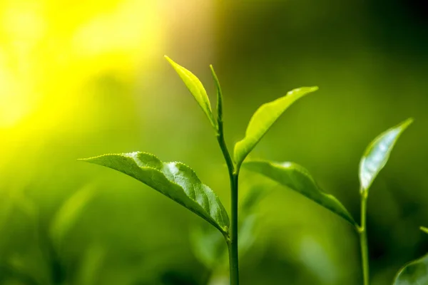 Fresh Garden'da çay yaprakları.