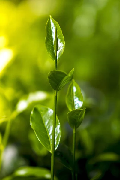 Φύλλα τσαγιού στον φρέσκο κήπο. — Φωτογραφία Αρχείου