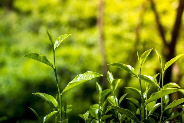 Theeblaadjes in verse tuin. — Stockfoto