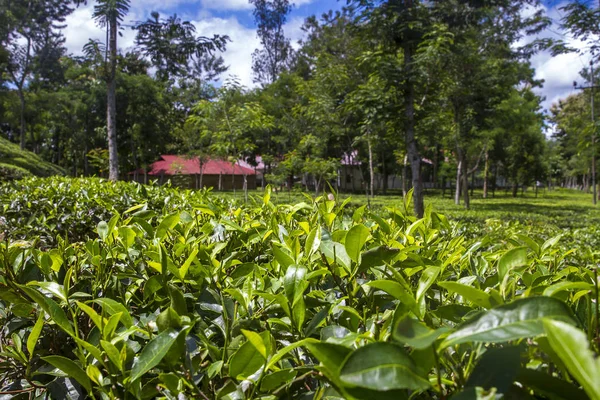 Čajové hřiště na krajinu v Moulovibazaru, Bangladéši. — Stock fotografie