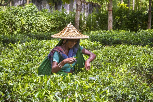 Bangladeş - 3 Eylül 2014: Moulovibazar çay çiftliğinde taze çay yaprakları toplayan kadın işçi, Bangladeş.