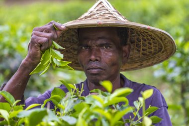 Bangladeş - 3 Eylül 2014: Moulovibazar çay tarlasında taze çay yaprakları toplayan bir işçi, Bangladeş.