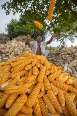 Bangladeş – 27 Mayıs 2015: İşçi Thakurgaon, Bangladeş'te tarlada mısır mahsulleri topluyor.