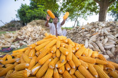 Bangladeş – 27 Mayıs 2015: İşçi Thakurgaon, Bangladeş'te tarlada mısır mahsulleri topluyor.