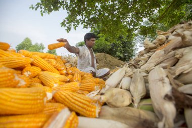 Bangladeş – 27 Mayıs 2015: İşçi Thakurgaon, Bangladeş'te tarlada mısır mahsulleri topluyor.