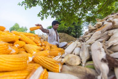 Bangladeş Mayıs 27, 2015 İşçi Thakurgaon, Bangladeş alanında mısır bitkileri topluyoruz.